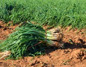 V Jornadas de la cebolleta de Consuegra